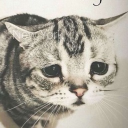 meowfartpp